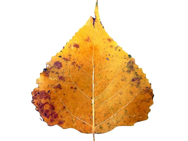 Žlutý Topolový List Lombardie Izolovaný Bílém Podzim — Stock fotografie
