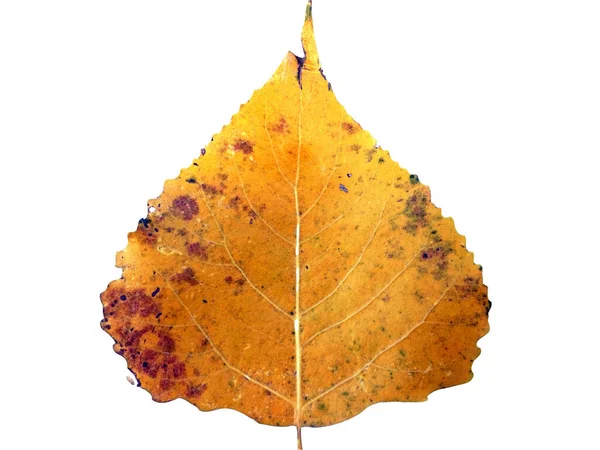 Feuille Peuplier Lombardie Jaune Isolée Sur Blanc Automne — Photo