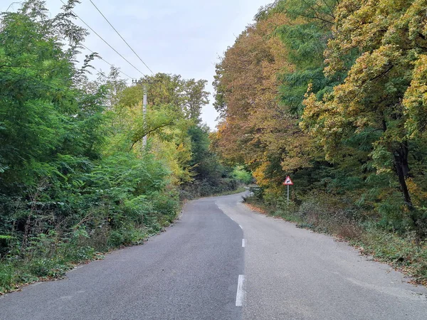 Asfalt yolu ve sağdaki orman bir Ekim günü. Romanya 'da