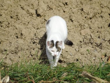 Beyaz bir kedi yerde oturuyor.