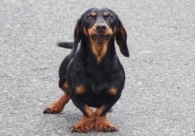 Romanya 'da siyah bir Teckel köpek