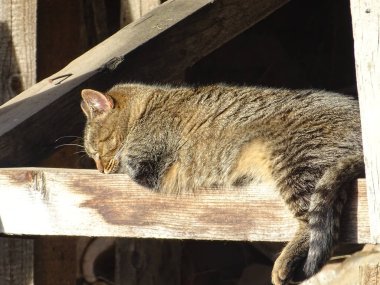 Bir kedi aralık günü güneşte uyur. Romanya 'da