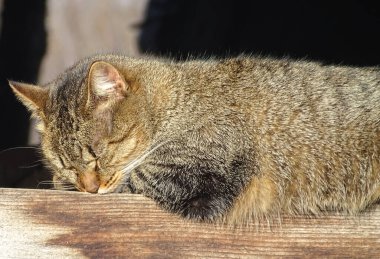 Bir kedi aralık günü güneşte uyur. Romanya 'da