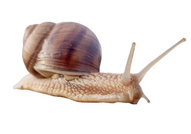 Beyaz arkaplanda izole edilmiş salyangoz