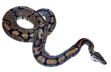 Özelleştirilmiş piton yılanı beyazda izole edilmiş.