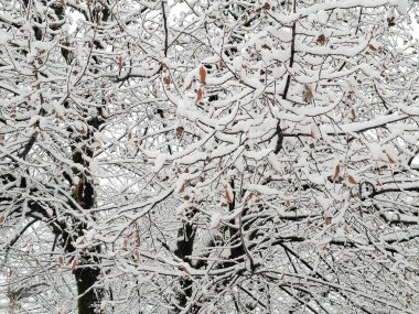 Karlı ağaçlar. Romanya 'da kış manzarası