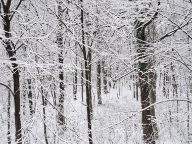Karlı ağaçlar. Romanya 'da kış manzarası