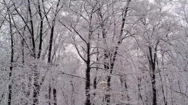 Karlı ağaçlı video. Romanya 'da kış manzarası