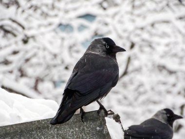 Jackdaw bird (Corvus monedula) on a winter day