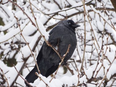 Jackdaw bird (Corvus monedula) in a snowy tree