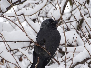 Jackdaw bird (Corvus monedula) in a snowy tree