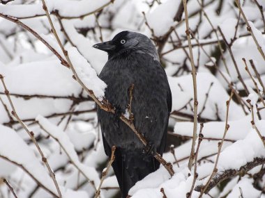 Jackdaw bird (Corvus monedula) in a snowy tree