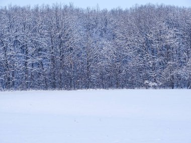 Kar ve ormanlı kış manzarası. Romanya 'da