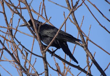 Ağaçta oturan bir karga