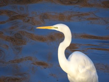 BÜYÜK EGRET (ARDEA ALBA) Suyun içinde