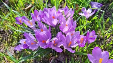 Baharda timsahlı bir video. Romanya 'da