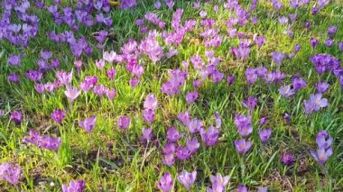 Baharda timsahlı bir video. Romanya 'da