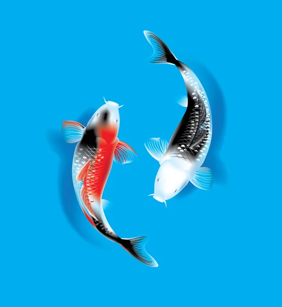 Couple koï sur bleu — Image vectorielle