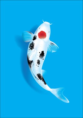 Koi sazan mavi
