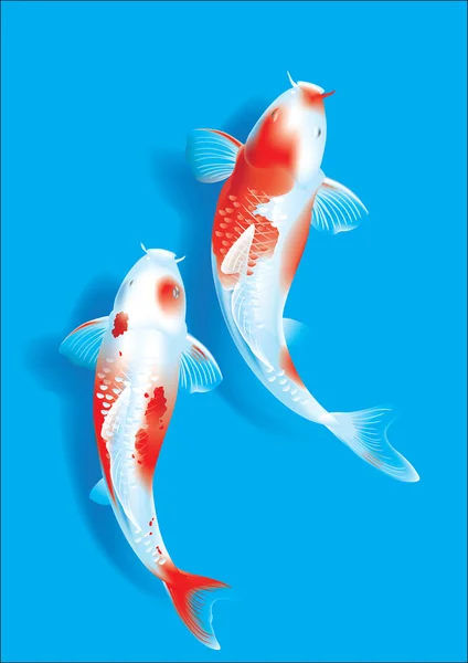 Koi couple on blue — Stock Vector