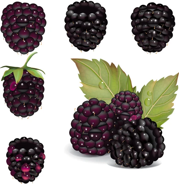 Blackberries over white — Stock Vector