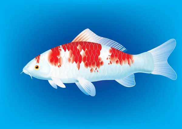 Kohaku Koi carp — Stock Vector