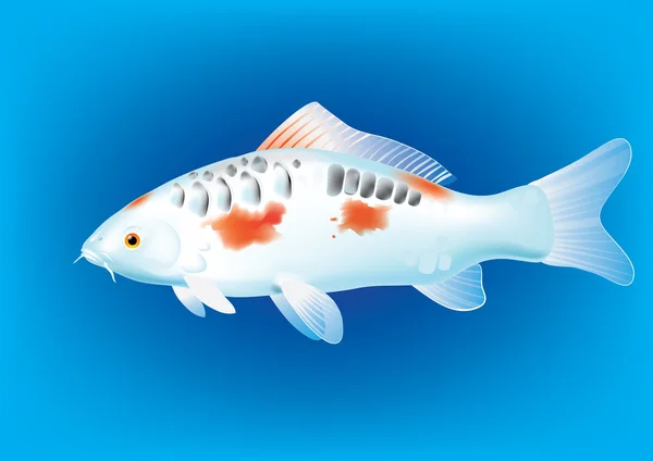 Spiegel Koi karper — Stockvector