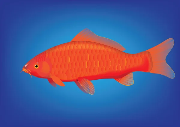 Ogon Koi carp — Stock Vector