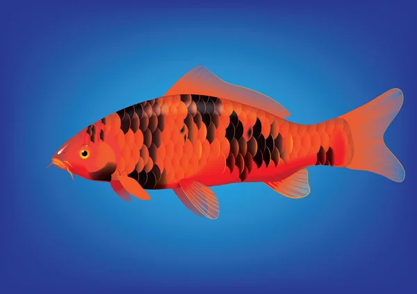 Bekko Koi carp Vector Graphics