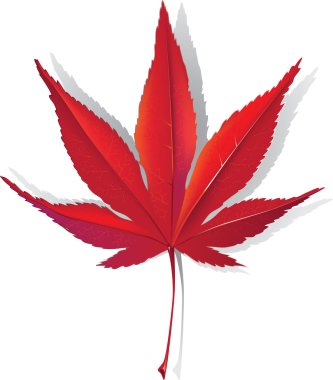 kırmızı akçaağaç yaprağı