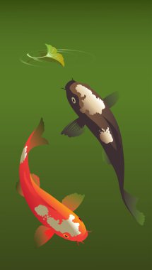Koi sazan