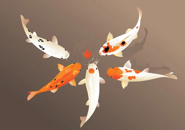 Koi carp - Stok Vektor