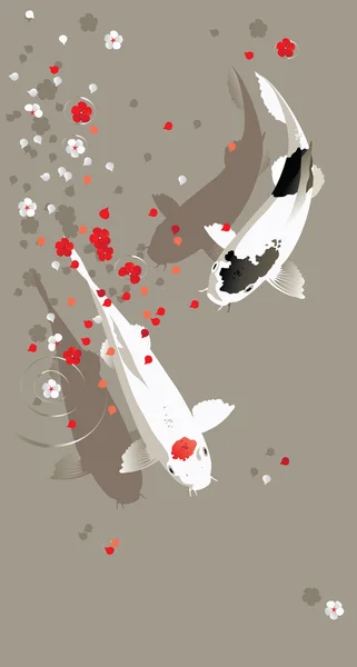 Koi sazan