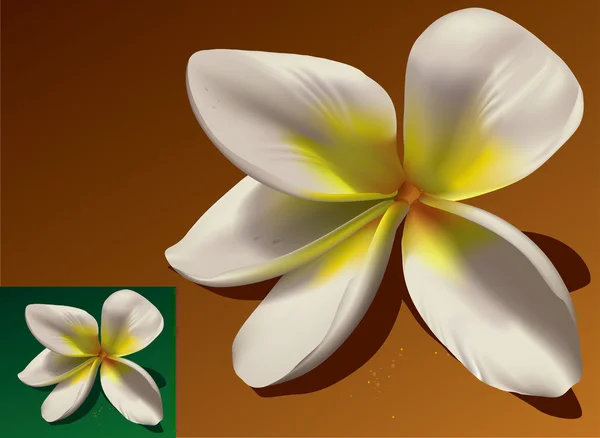 Frangipani — Vector de stoc