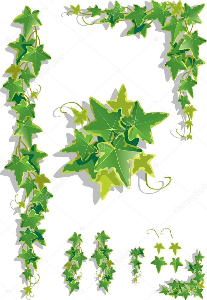 Ivy decorations