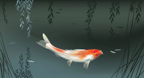 Gölde sazan balığı