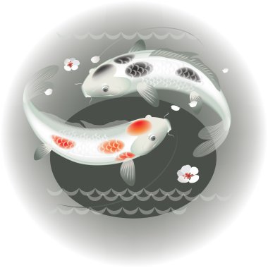 Koi sazan birkaç
