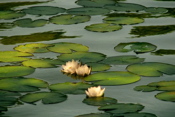 Water white lilies in the sunlight. White water lily in the pond. A beautiful flower in a summer lake.