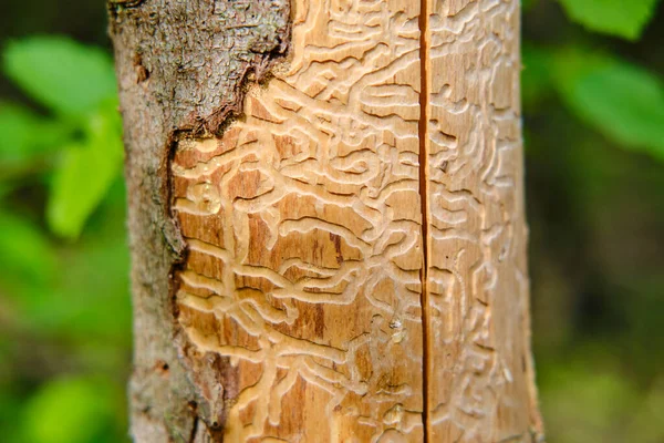 Wood worm corridors under a bark of pine tree. Imprint of the bark beetle under the bark of the tree.