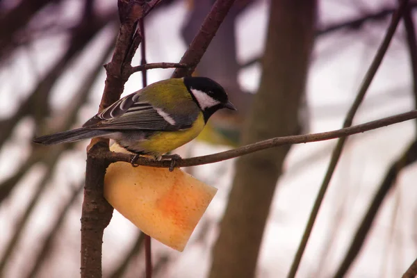 The bird pecks the fat on a branch in winter. Feeding the titmouse in the cold.