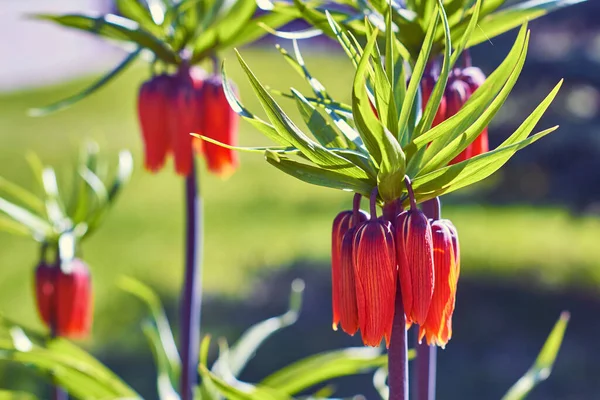 Fritillaria imperialis (crown imperial, fritillary or kaiser crown) is a species of flowering plant in the lily family. Five flowering plants Fritillaria imperialis, close-up.