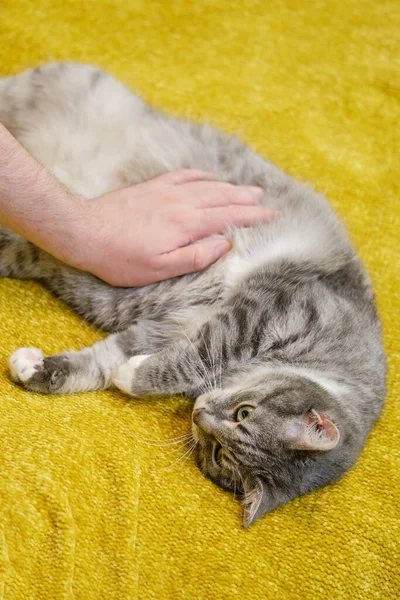 Fat cat with a sick belly and man hand of a veterinarian doctor, close-up
