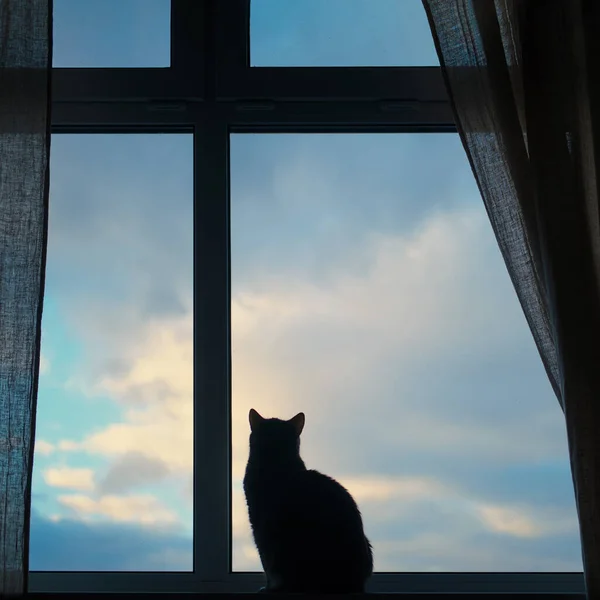 Silhouette of a pet on the background of a blue window with a cloudy sky