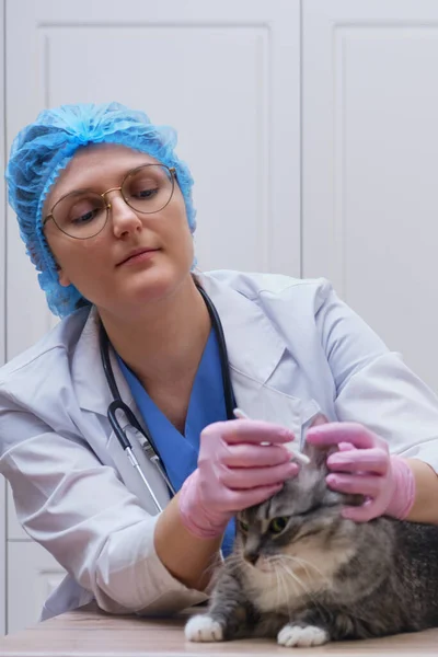 Vet doctor and cat on examination of ears in animal clinic