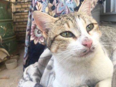 Uzun saçlı komik bir beyaz ve güzel yeşil gözlü gri sevimli bir kedi yavrusu. Evcil hayvanlar ve yaşam tarzı konsepti. Güzel pofuduk kedi.