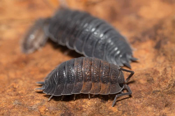 樹皮の部分にPorcellio Scaber Lava — ストック写真