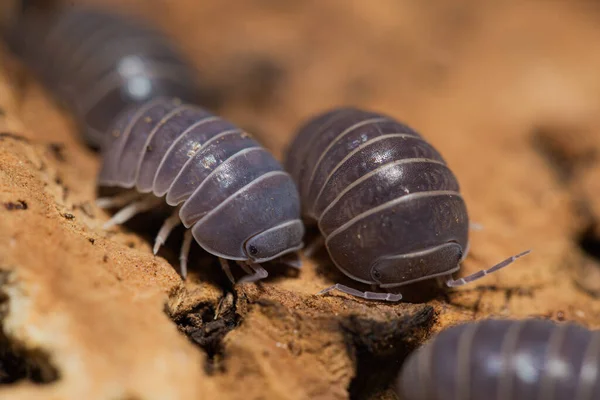 Deux Isopodes Armadillo Officinalis Sur Morceau Bois — Photo