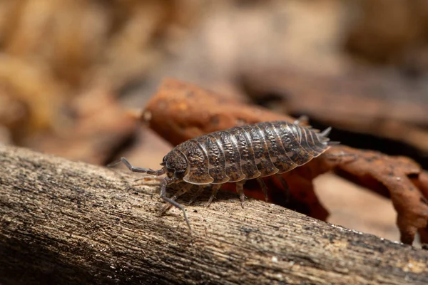 Trachelipus Rathkii Sur Une Branche Morte — Photo