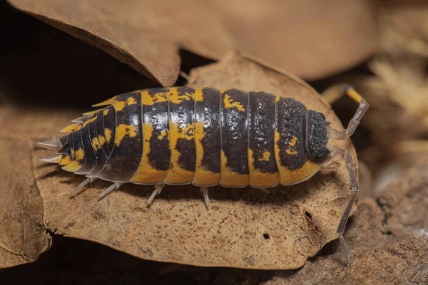 Porcellio Ornatus Yellow Siting Dead Leaf — стоковое фото