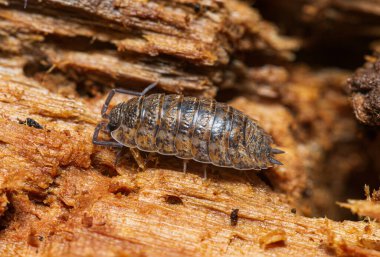 Trachelipus rathkii izopod çürümüş kütükte.